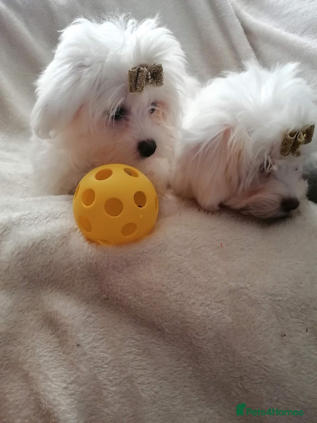 Maltipoo dogs for sale: Maltipoo puppies looking new families 🤍 - Advert 6