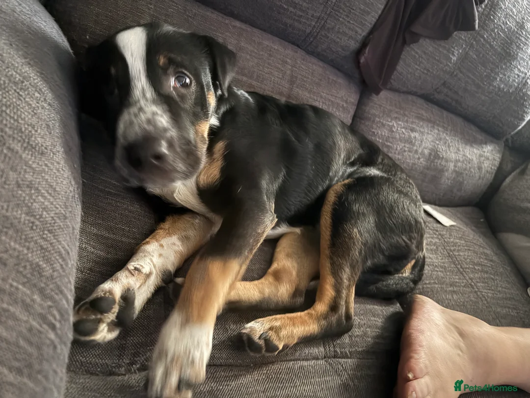 Mixed Breed dogs for sale: Female puppy  - Advert 4