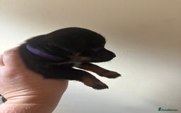 Mixed Breed dogs for sale: Yorkshire terrier x jack Russel *READY NEXT WEEK* - Image 14