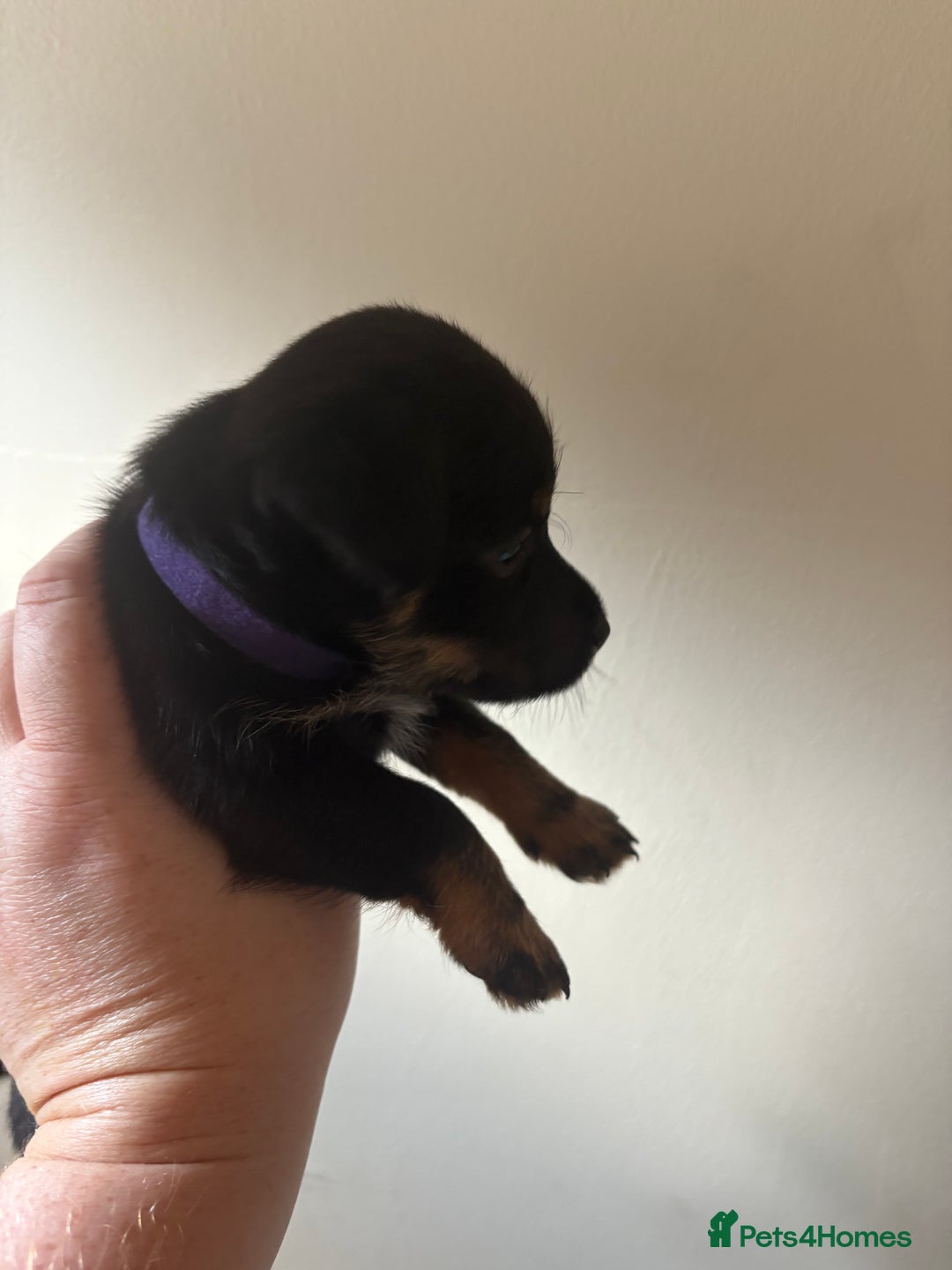 Mixed Breed dogs for sale: Yorkshire terrier x jack Russel *READY NEXT WEEK* - Image 14