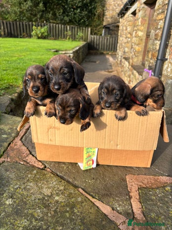Dachshund dogs - Advert 9