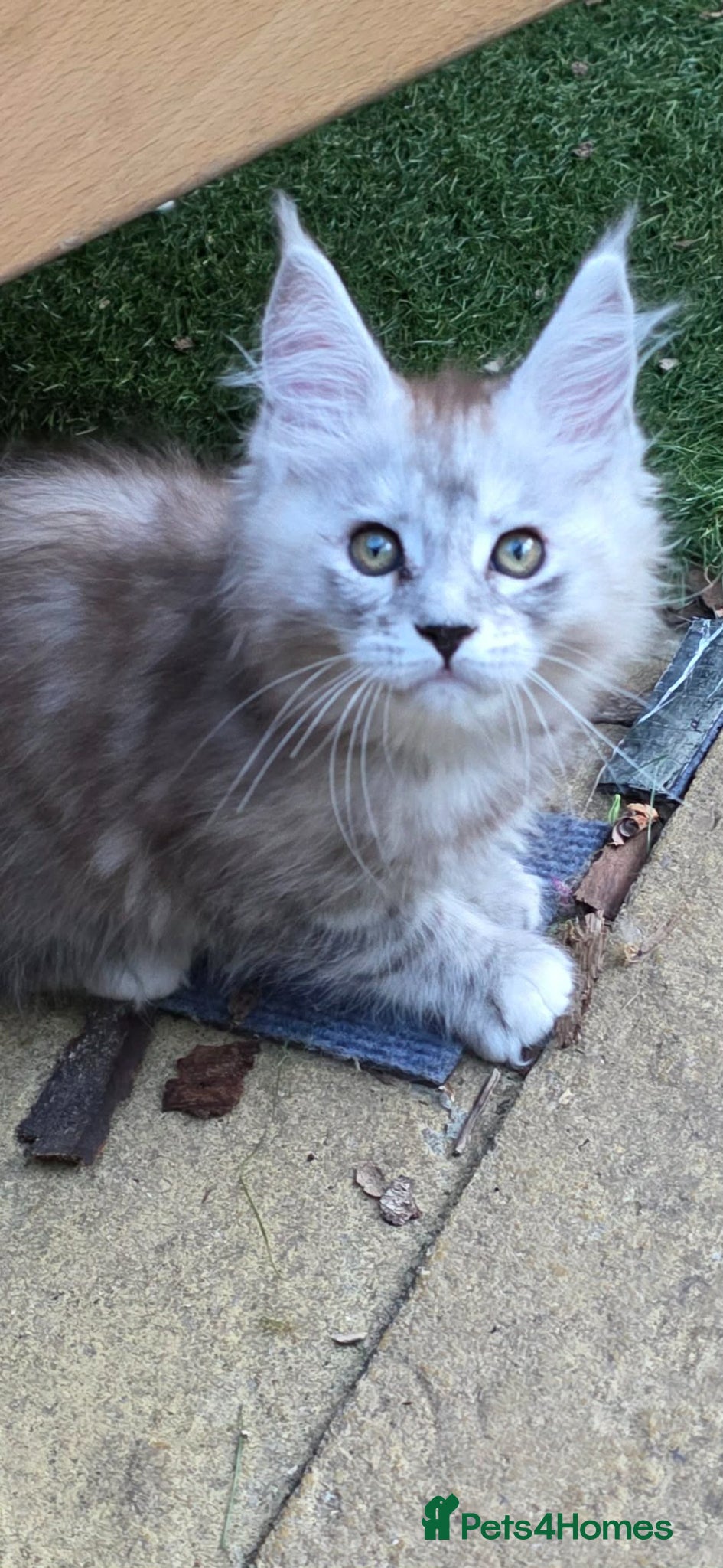 Maine Coon cats Last Stunning Tica Registered girl left for Sale - Advert 1