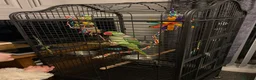 Parrots birds for sale: PARROT (Alexander parakeet ) HAND REARED  - Advert 10