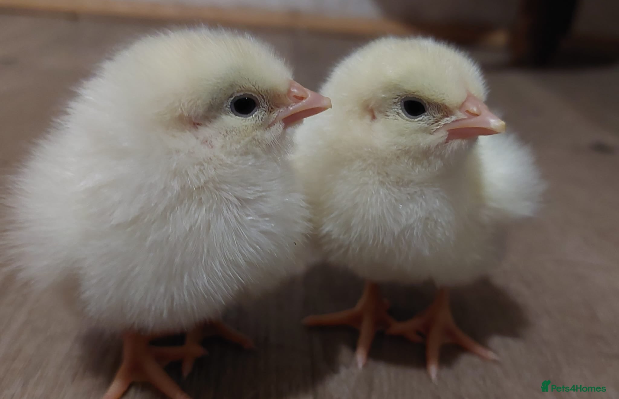 Chickens poultry Day‑Old Chicks and Hatching eggs - pure breed - Advert 1