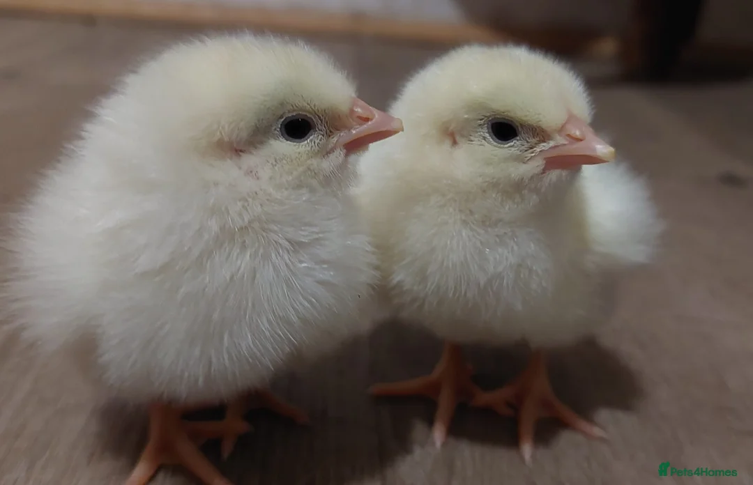 Chickens poultry for sale: Day‑Old Chicks and Hatching eggs - pure breed - Advert 1