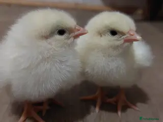 Chickens poultry for sale: Day‑Old Chicks and Hatching eggs - pure breed - Advert 2