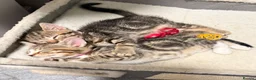 Mixed Breed cats for sale: 5 kittens for sale all with amazing personalities  in Birmingham - Advert 19