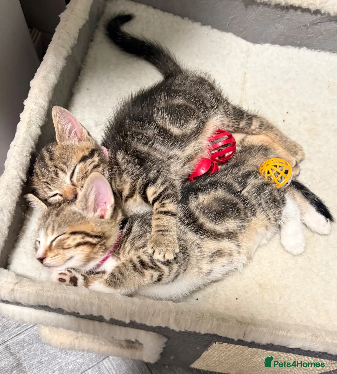 Mixed Breed cats for sale: 5 kittens for sale all with amazing personalities  in Birmingham - Advert 19