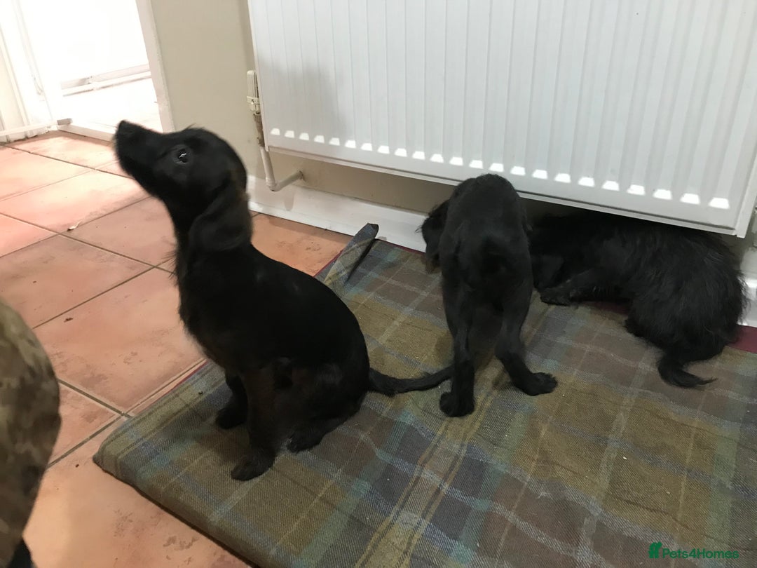 Mixed Breed dogs for sale: Bedlington whippet Italian grayhound x  - Advert 22