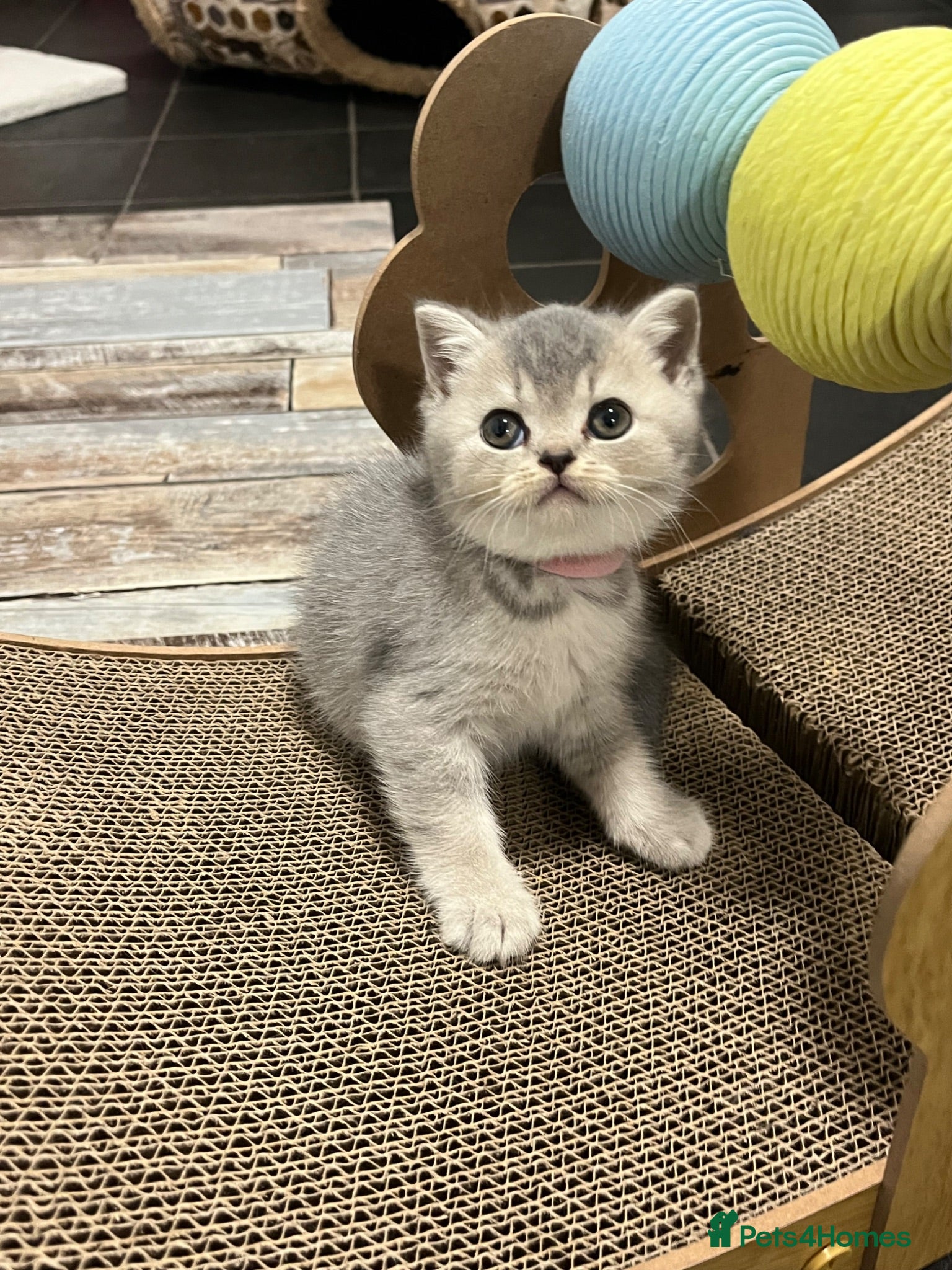 British Shorthair cats GCCF Imperial Grand Champion Parent & Grandparent - Advert 3