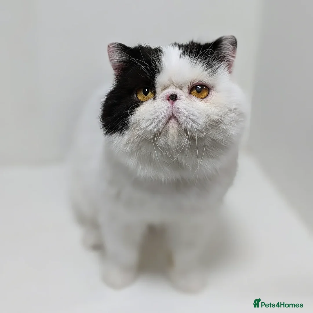 Exotic cats for stud: 🧡Stunning exotic shorthair, Russian import 😉🧡  in Tadworth - Advert 5
