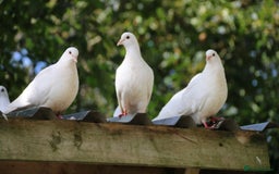 Pigeons birds for sale: White Pigeons / Doves For Sale - Image 2