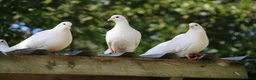 Pigeons birds for sale: White Pigeons / Doves For Sale - Advert 2