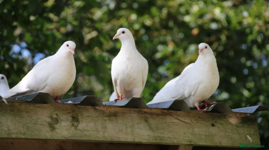 Pigeons birds for sale: White Pigeons / Doves For Sale - Advert 2