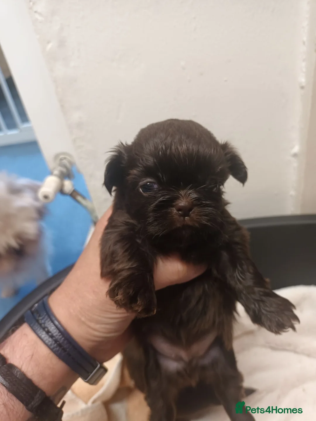 Shih Tzu dogs for sale: 2 imperial shih tzu pups  in Bolton - Advert 2