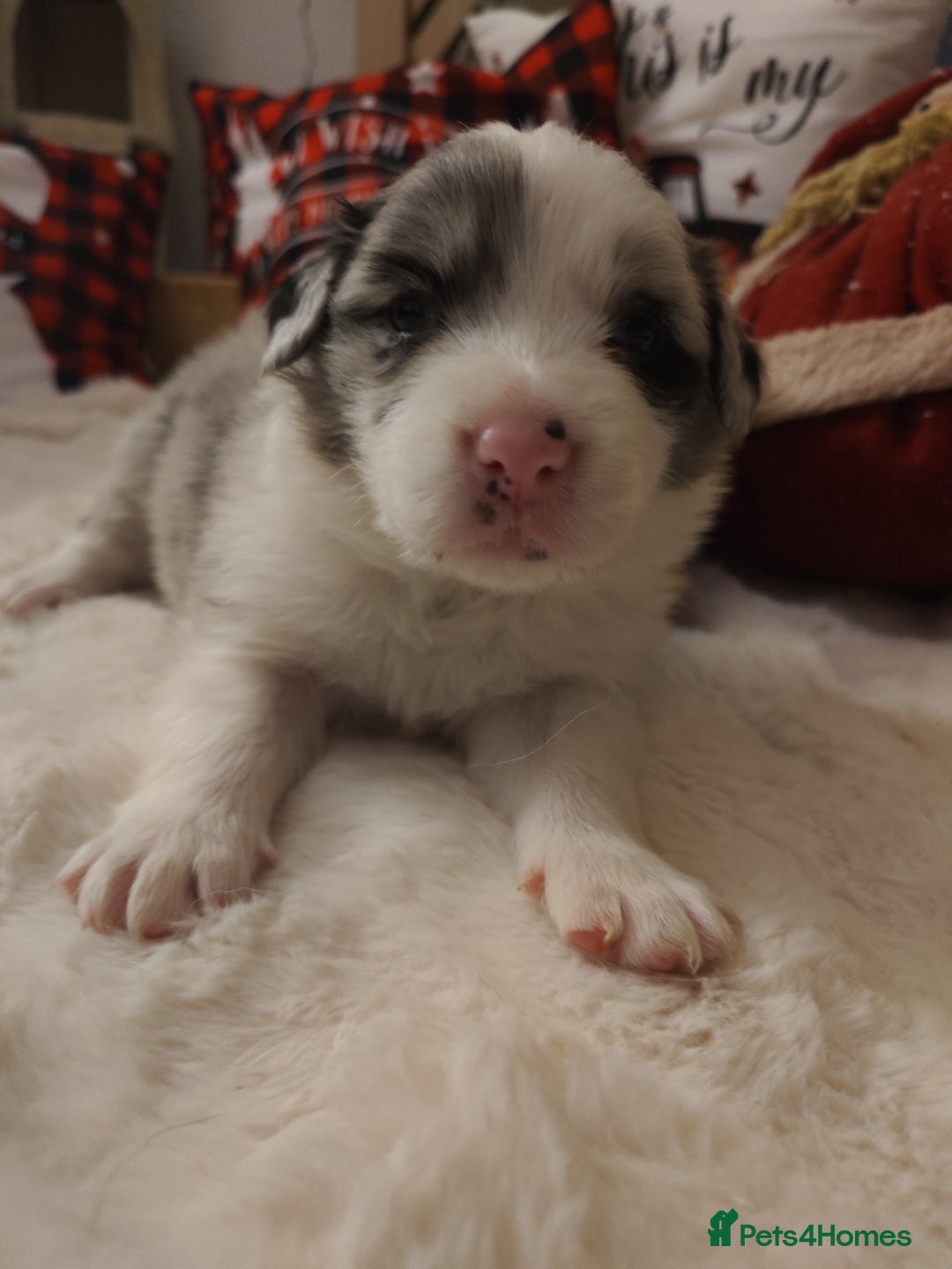 Border Collie dogs for sale: Stunning puppies from international champion line. - Advert 13