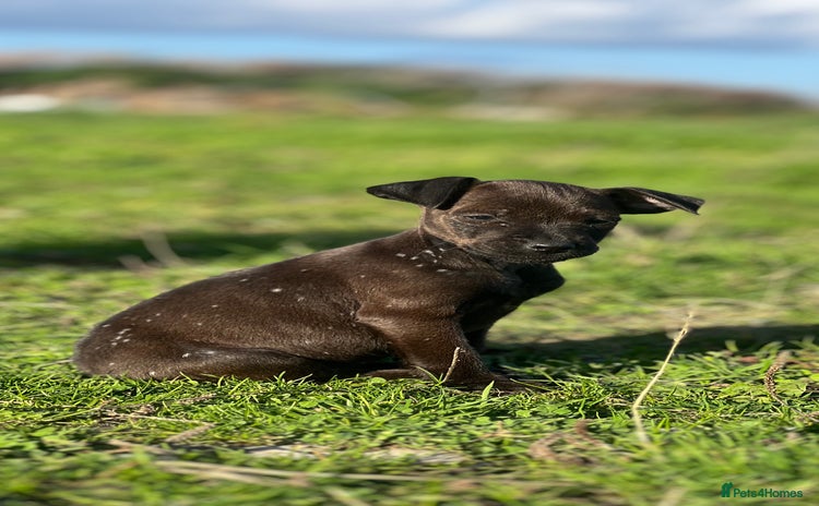 Mixed Breed dogs - Advert 2