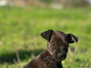 Mixed Breed dogs - Advert 2