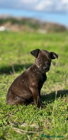 Mixed Breed dogs - Advert 2