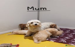 Cavachon dogs for sale: Cavapoochon puppies 🥰 - Image 15