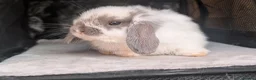 Mini Lop rabbits for sale: Beautiful litter of Mini lop bunnies  - Advert 3