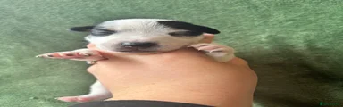 Puppy C - Oreo - Boy 🩵