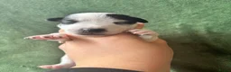 Jack Russell dogs for sale: Beautiful Jack Russell Pups 🩵🩷 - Advert 15