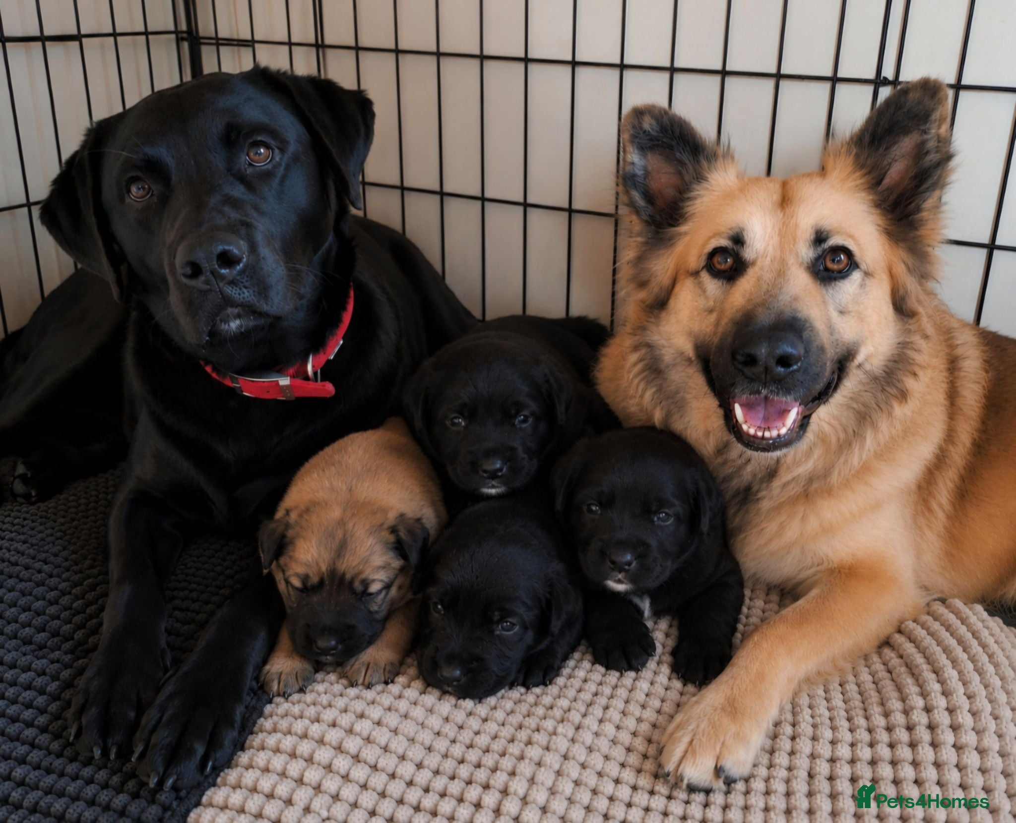 Sheprador dogs Shepadore puppies for sale. German Shepherd Labs.  - Advert 1