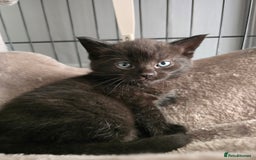 Domestic Shorthair cats for sale: 3 Adorable Kittens - Image 16