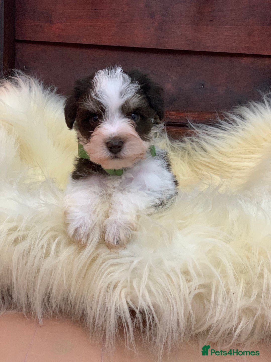 Miniature Schnauzer dogs for sale: 5* LICENSED - KC MINI (TOY) SCHNAUZER CHOCOLATE  - Advert 2