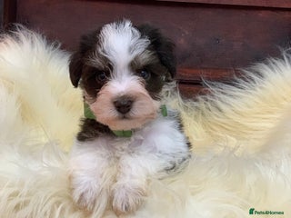 Miniature Schnauzer dogs 5* LICENSED - KC MINIATURE (TOY) SCHNAUZER LITTER - Advert 6