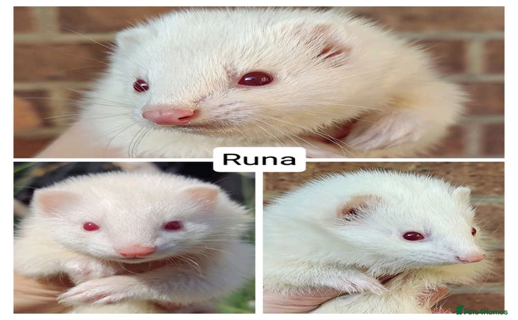 Ferret rodents - Advert 3