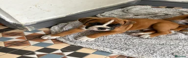 Boxer Puppy 2