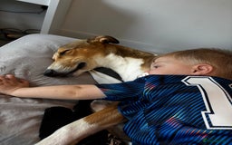 Lurcher dogs for sale: male lurcher- blue - Image 5