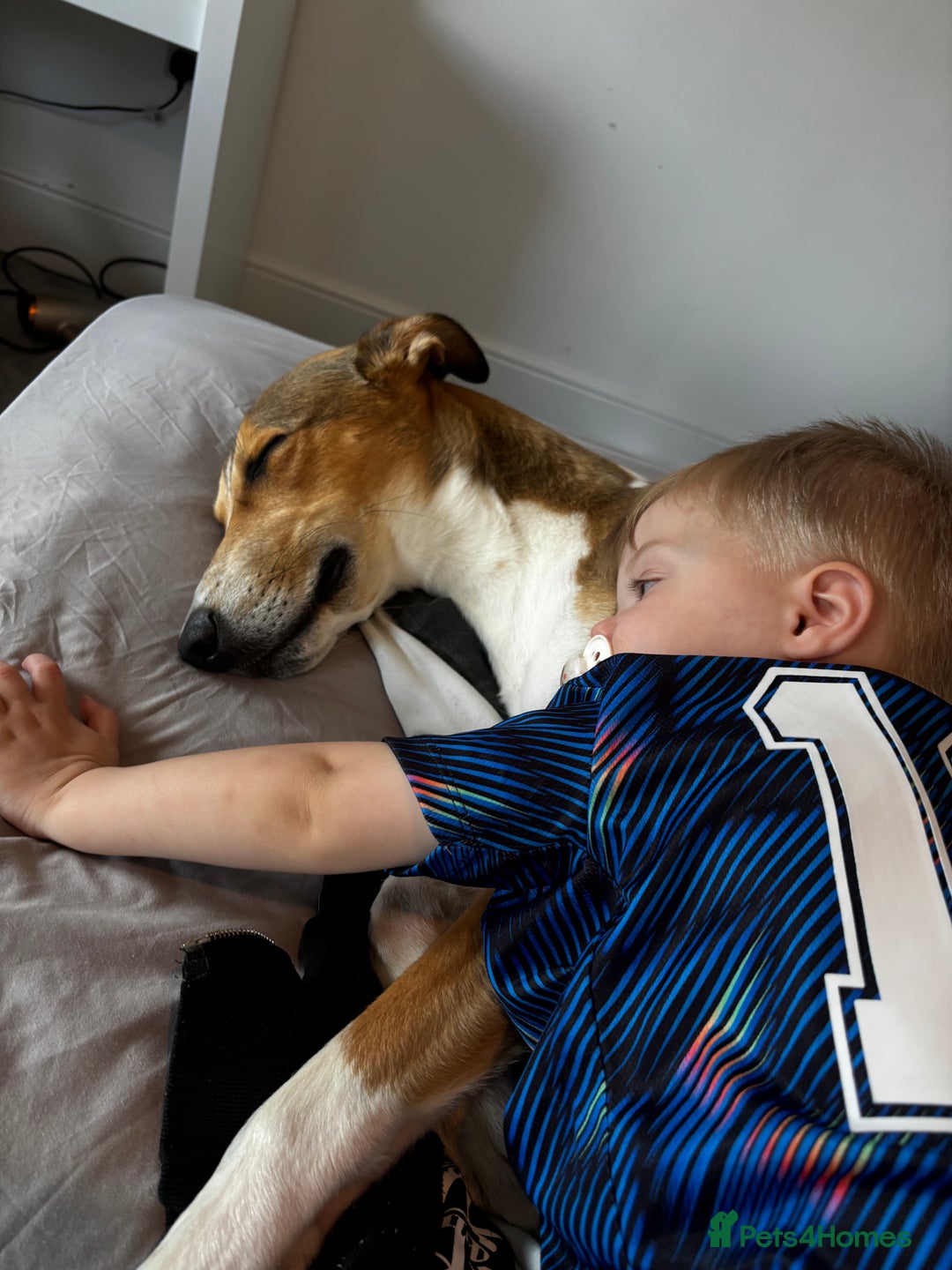 Lurcher dogs for sale: male lurcher- blue - Image 5