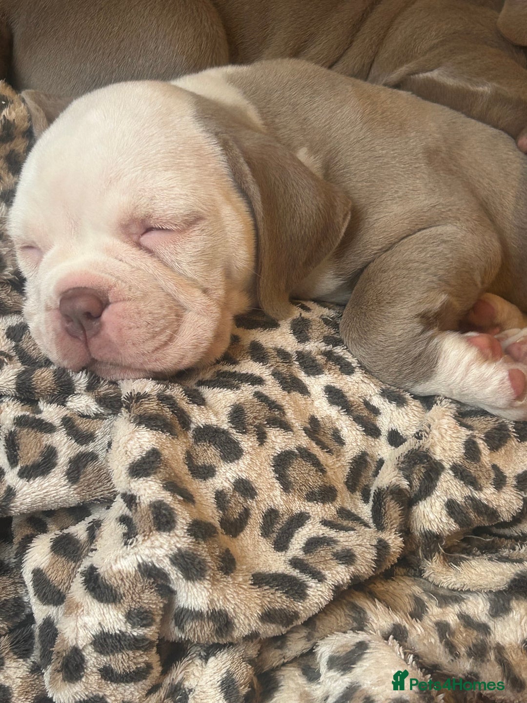 American Bully dogs for sale: 2 female standard American bully X pups  - Advert 6