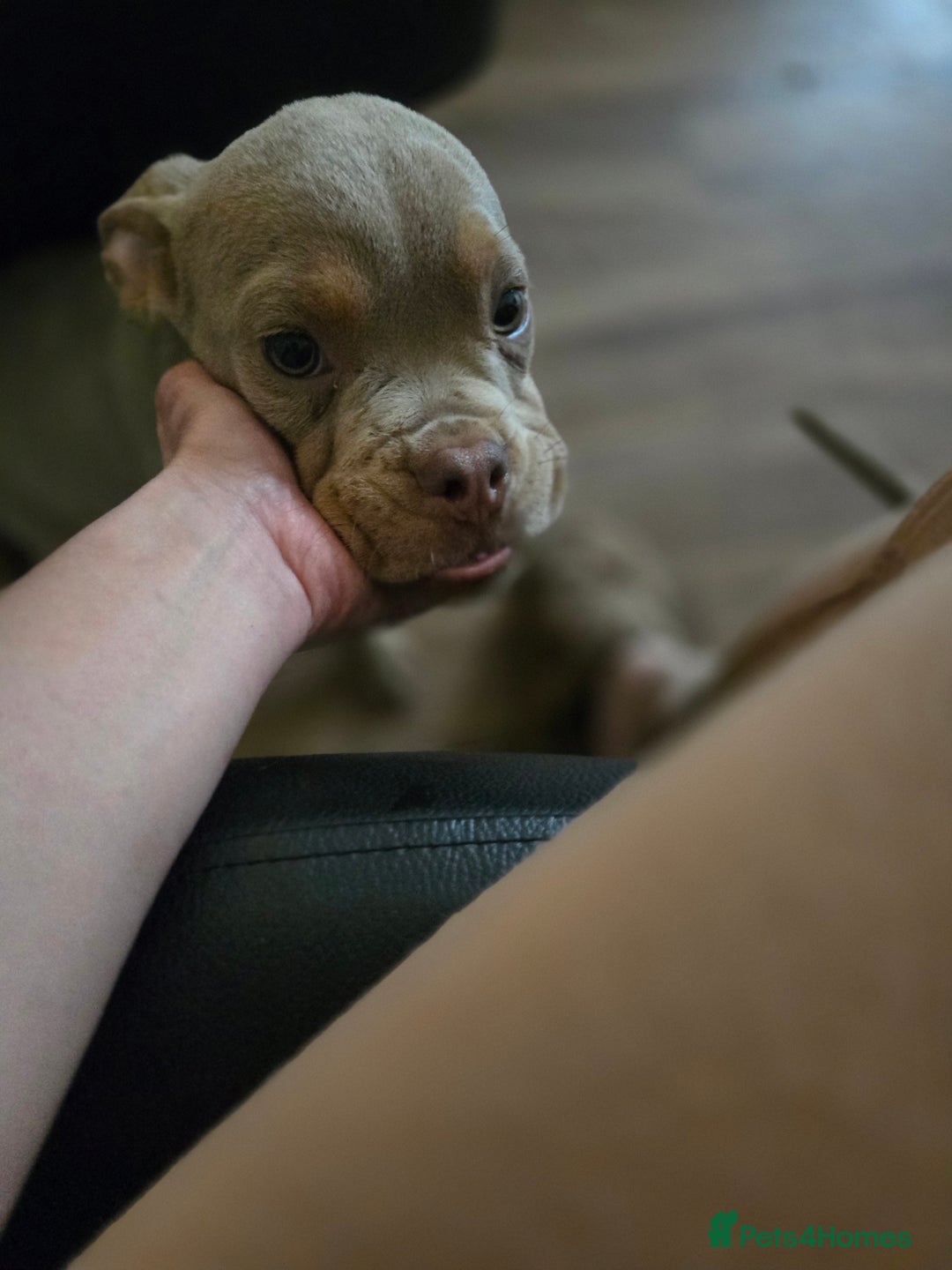 Olde English Bulldogge dogs for sale: Old english bulldoggee mammut/mammoth - Advert 40