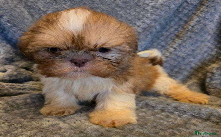 Shih Tzu dogs - Advert 2