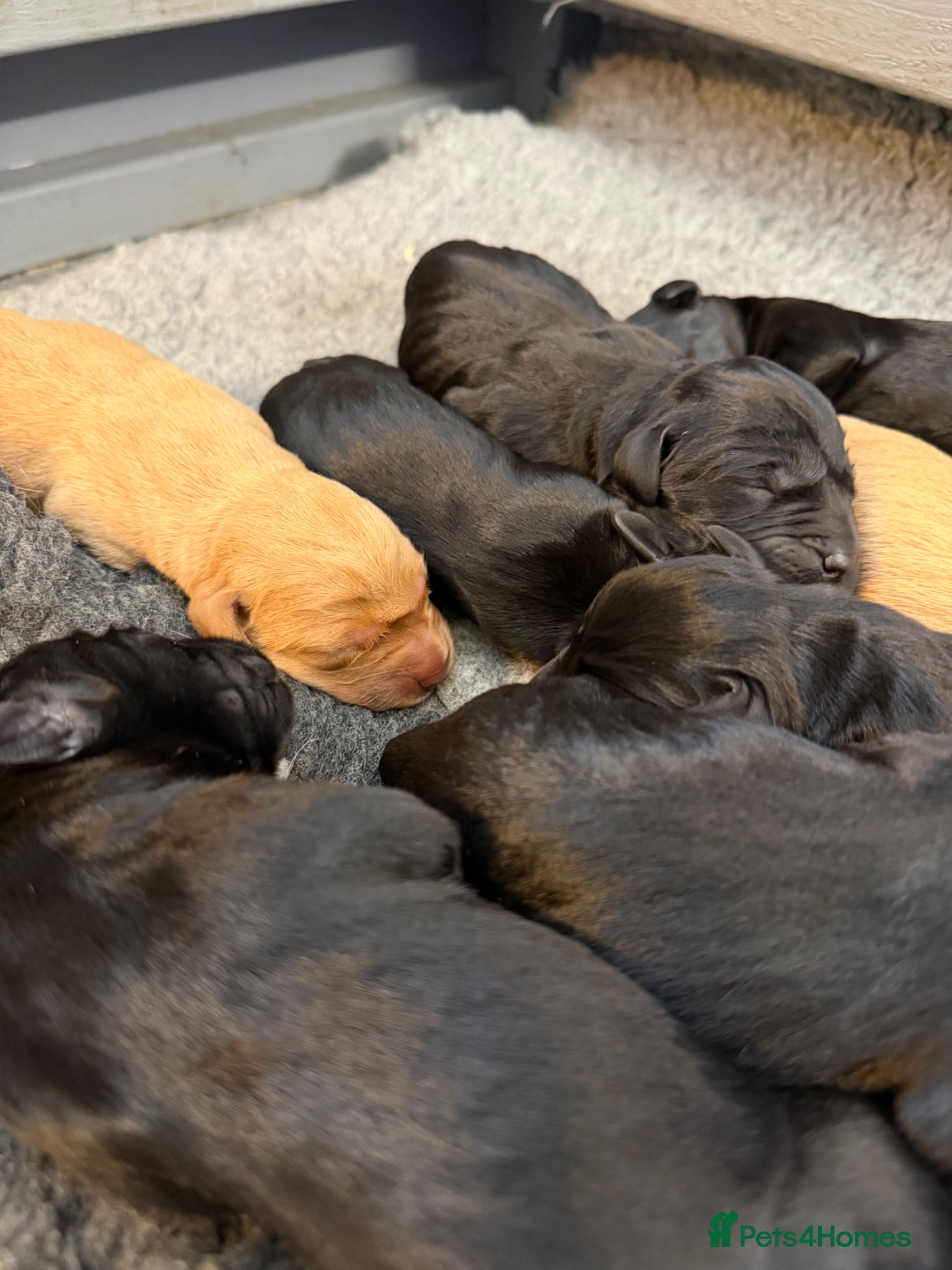 Labrador Retriever dogs for sale: Fully Health Tested Working Labradors  - Advert 1