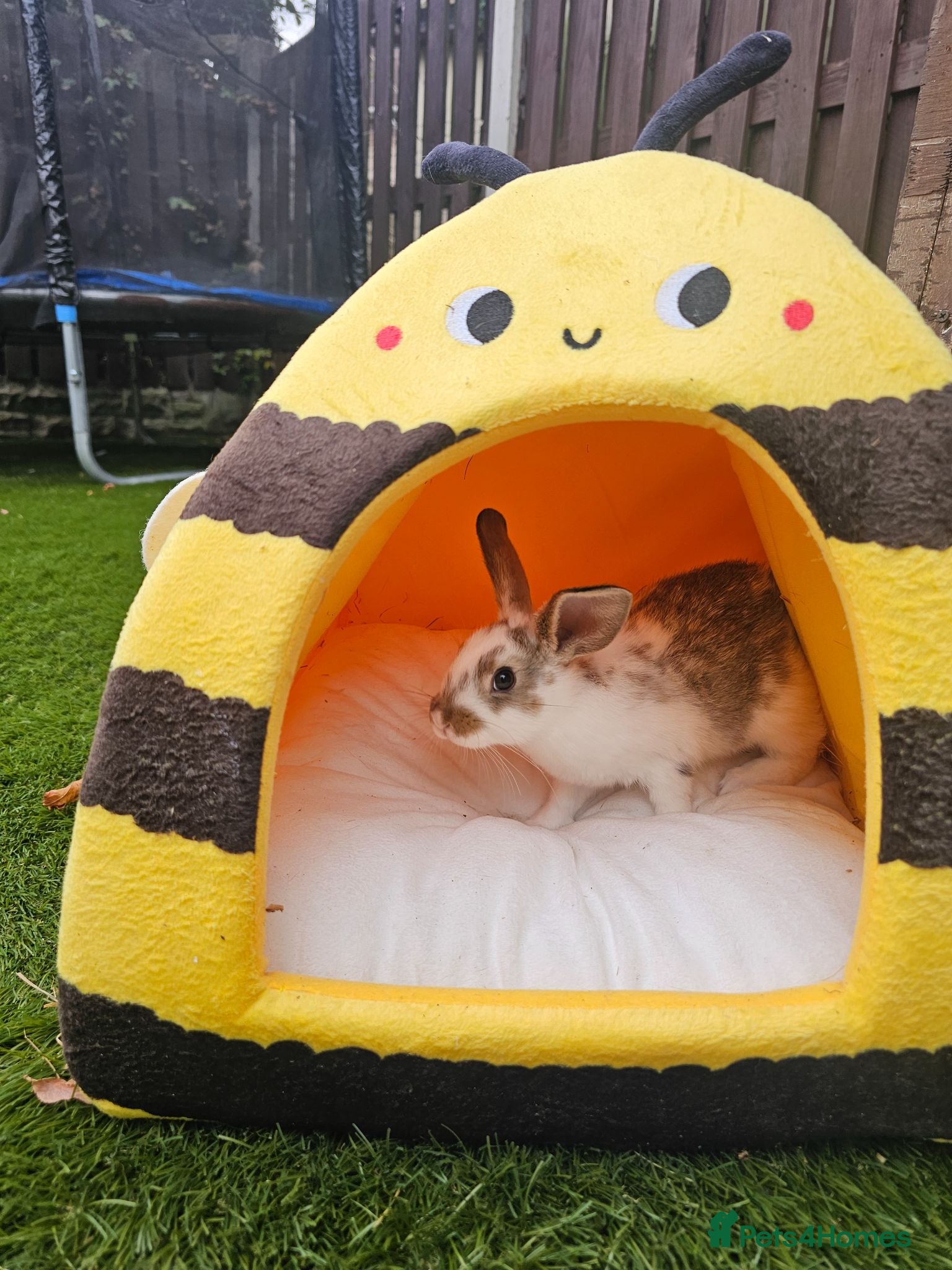 Netherland Dwarf rabbits 4 Baby bunny - Advert 2