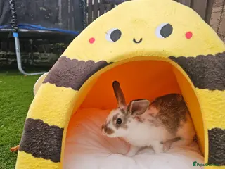 Netherland Dwarf rabbits 4 Baby bunny - Advert 2