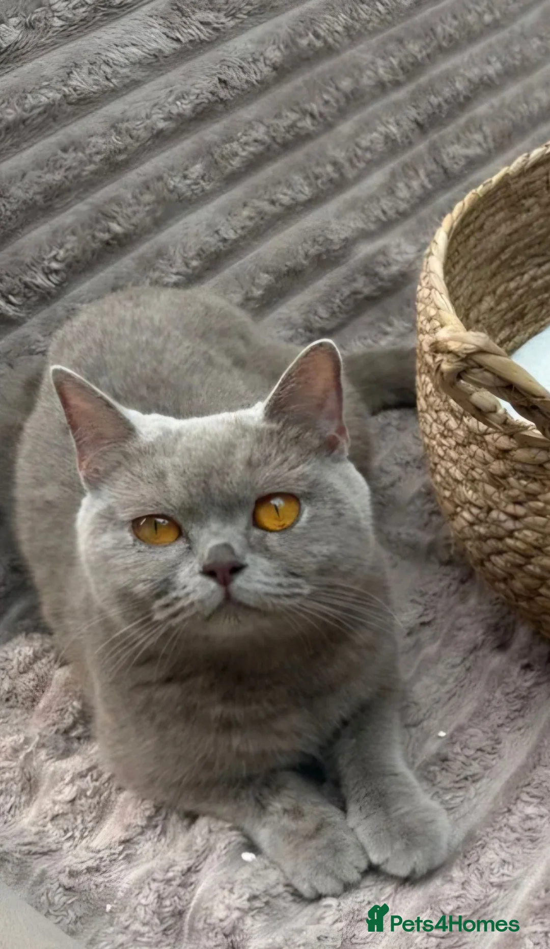 British Shorthair cats for sale: Beautiful Pedigree British Shorthair Male Kitten in Birmingham - Advert 4