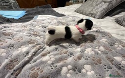 Jack Russell dogs for sale: Jack Russell Puppies for Sale  - Image 23