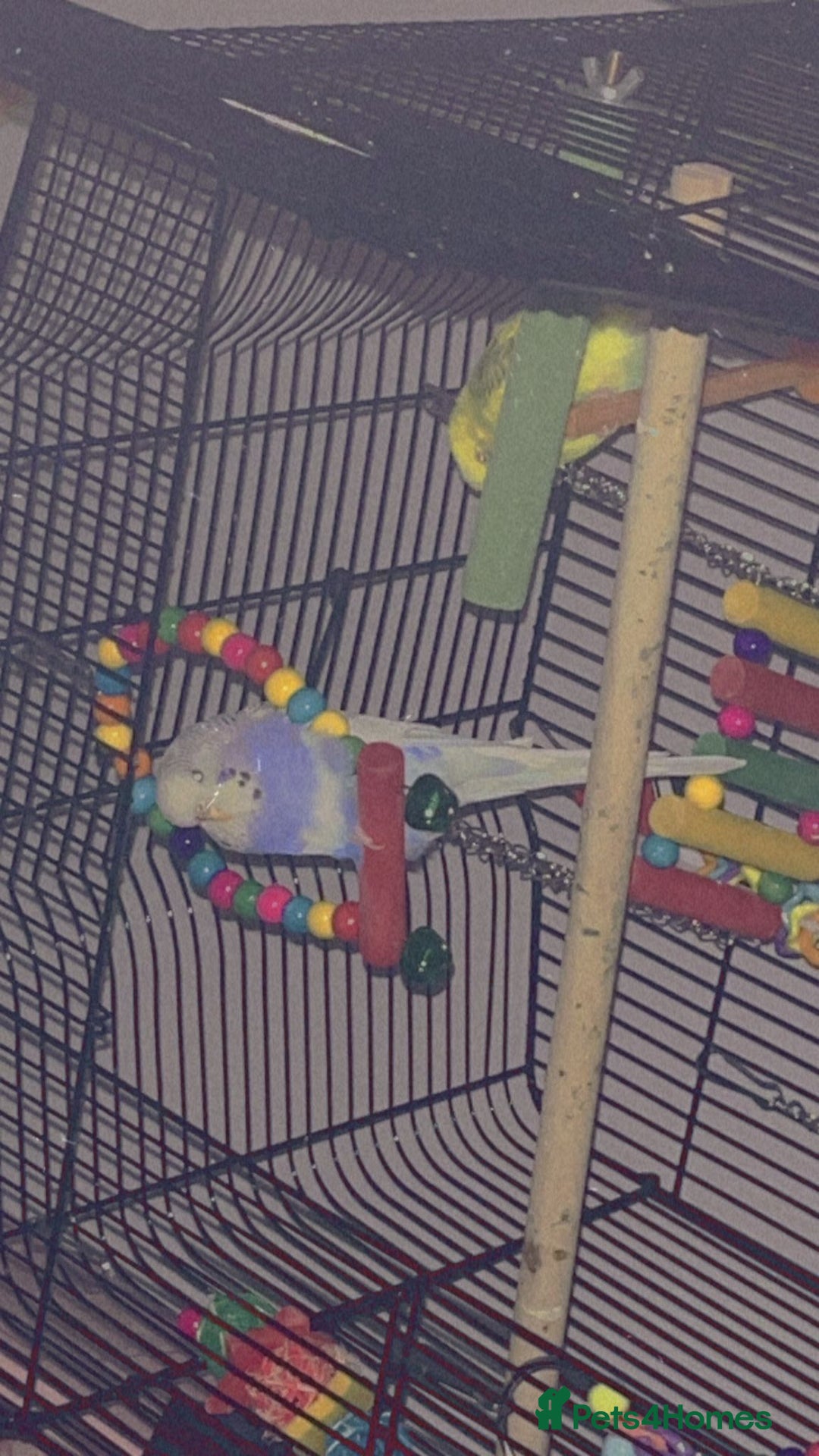 Canaries birds for sale: Budgie for sale  - Image 2