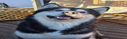 Alaskan Malamute dogs for stud: Baxter in Telford - Advert 1