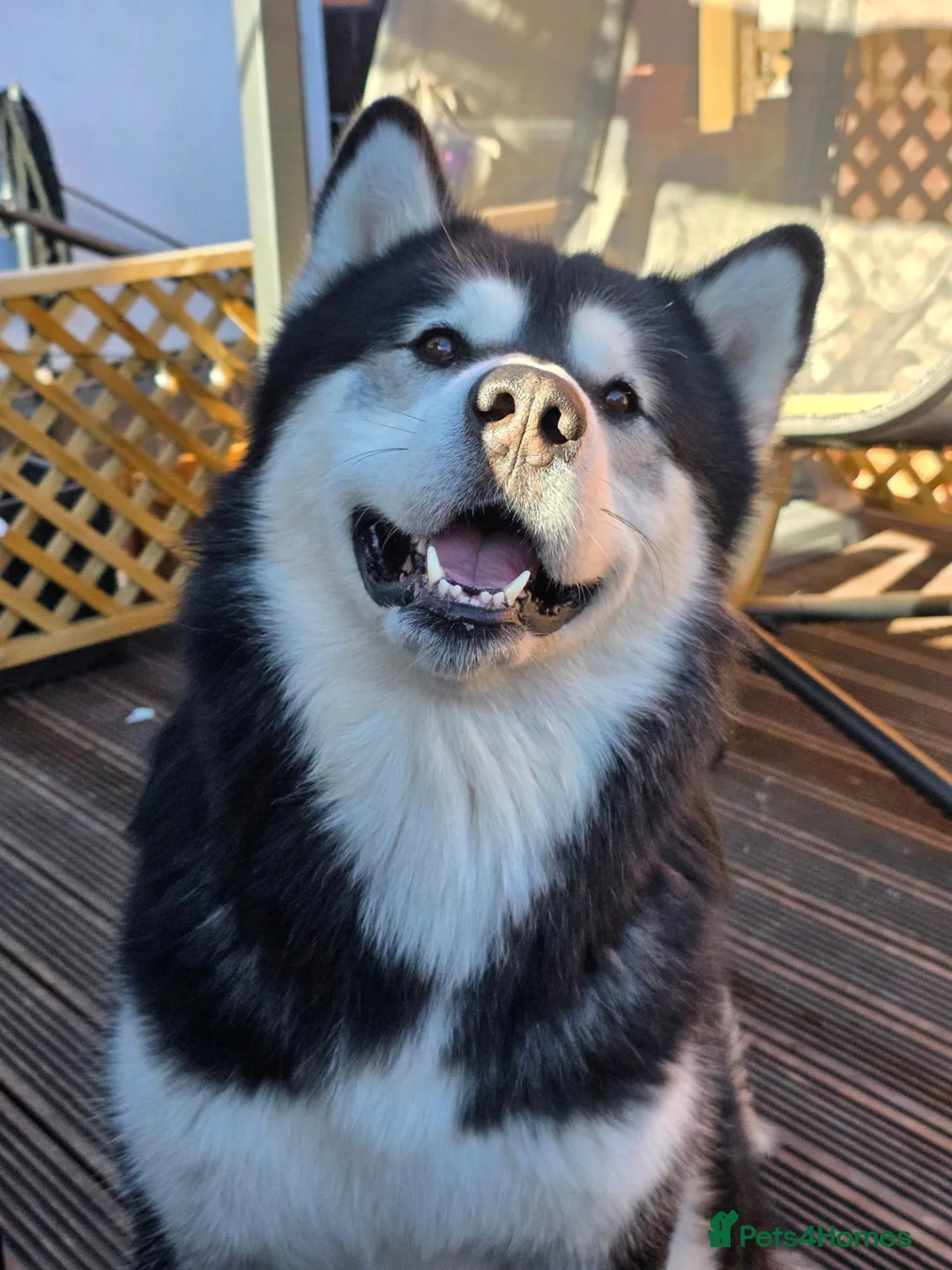Alaskan Malamute dogs for stud: Baxter in Telford - Advert 1