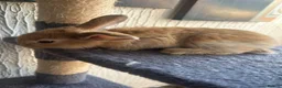 Continental Giant rabbits for sale:  Continental giant babies  - Advert 5