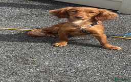 Cocker Spaniel dogs for sale: Beautiful cocker spaniel puppies  - Image 18