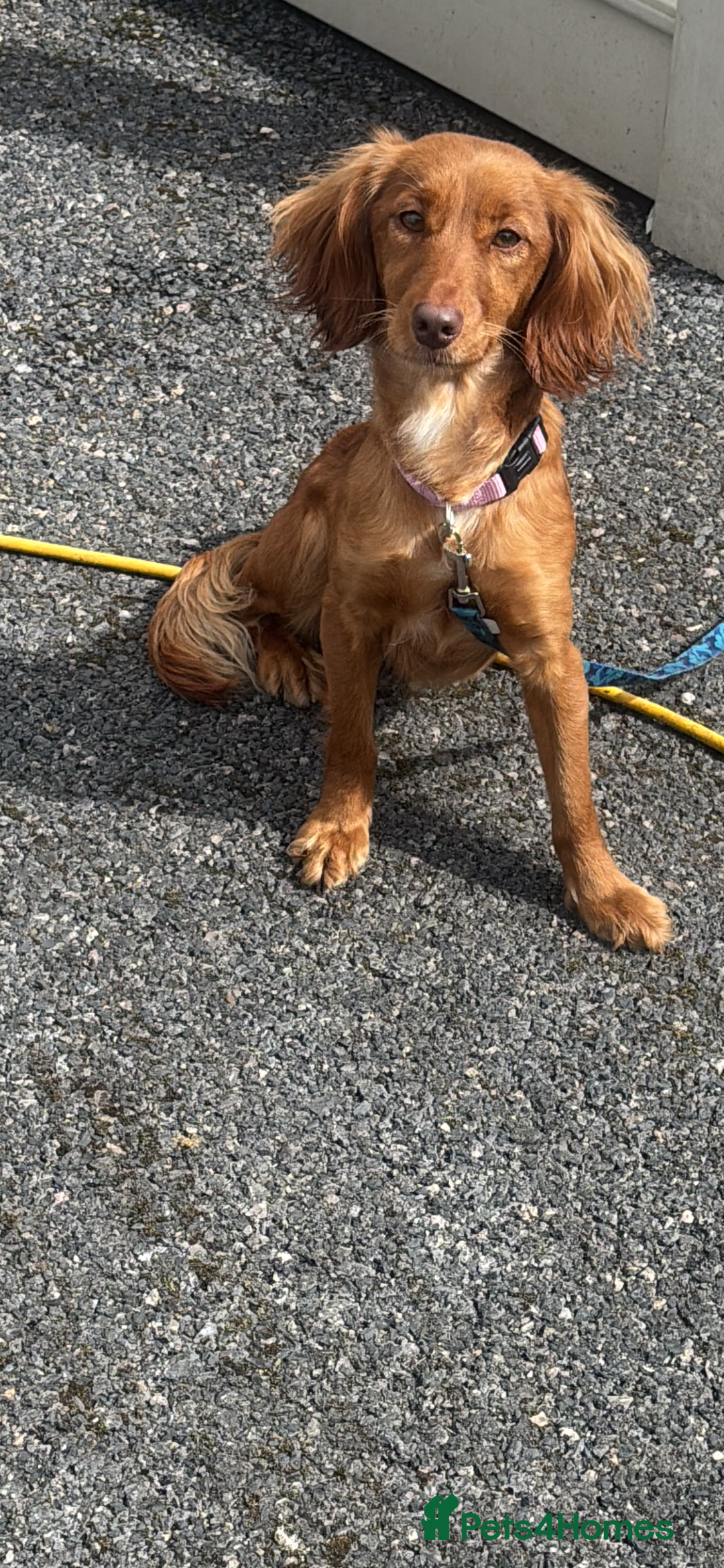 Cocker Spaniel dogs for sale: Beautiful cocker spaniel puppies  - Image 18