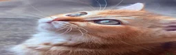 British Shorthair cats for sale: GCCF Registered Golden BSH Kittens | ny12 & by12 - Advert 8